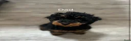Toy Poodle dogs for sale: Kc reg toy poodle READY NOW - Advert 21