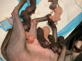 Sphynx cats TICA Reg Sphynx Kittens, Extensive Genetic Testing - Advert 1