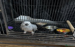 Parrots birds for sale: African grey baby parrot - Image 13