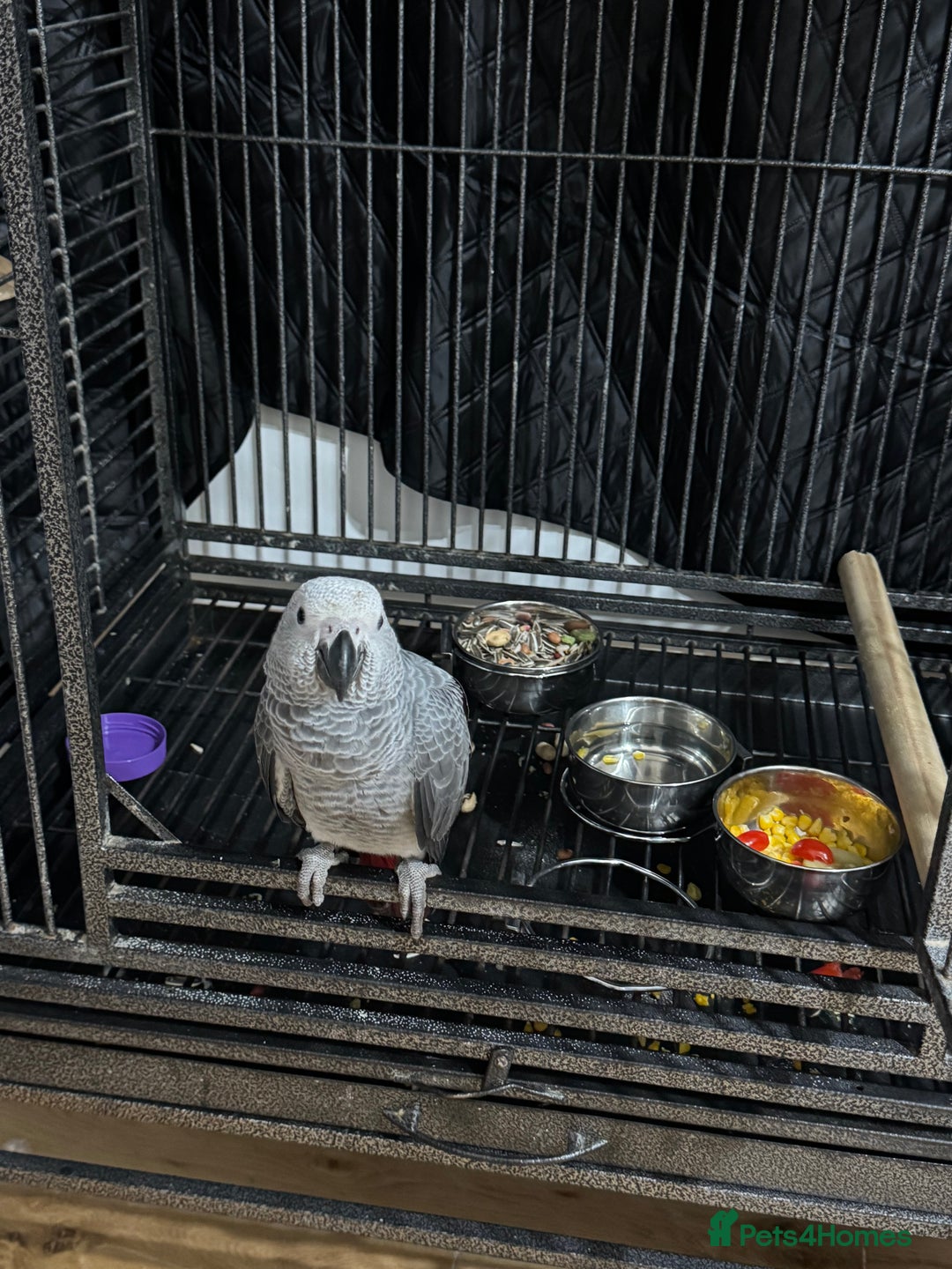 Parrots birds for sale: African grey baby parrot - Image 13
