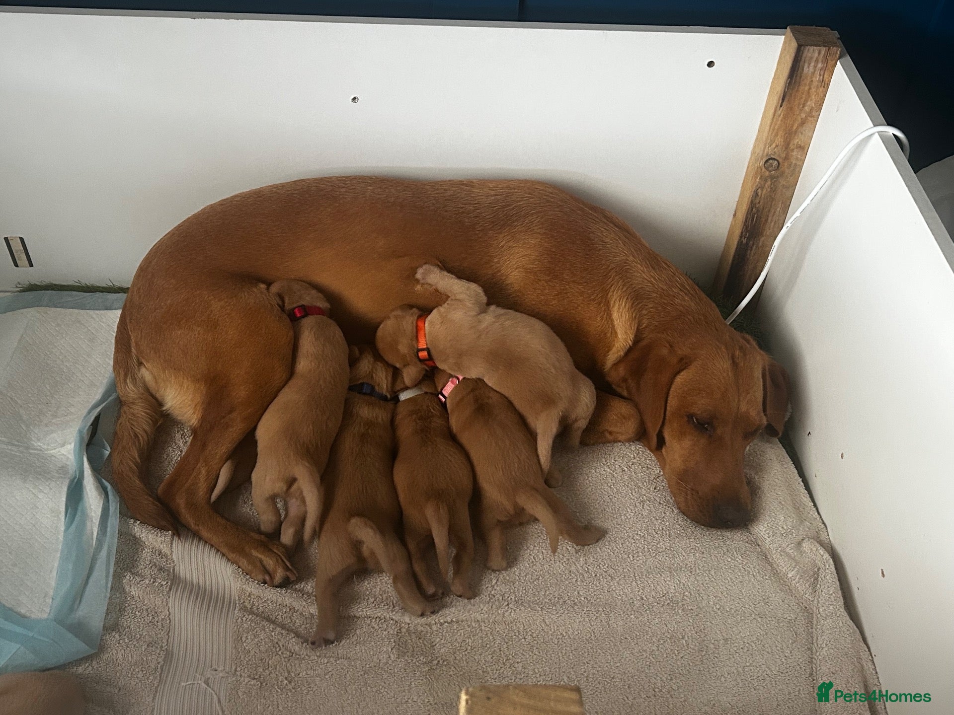 Labrador Retriever dogs KC registered Fox red labradors - Advert 1