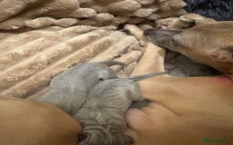 Whippet dogs for sale: Full whippet blue pups  - Advert 2