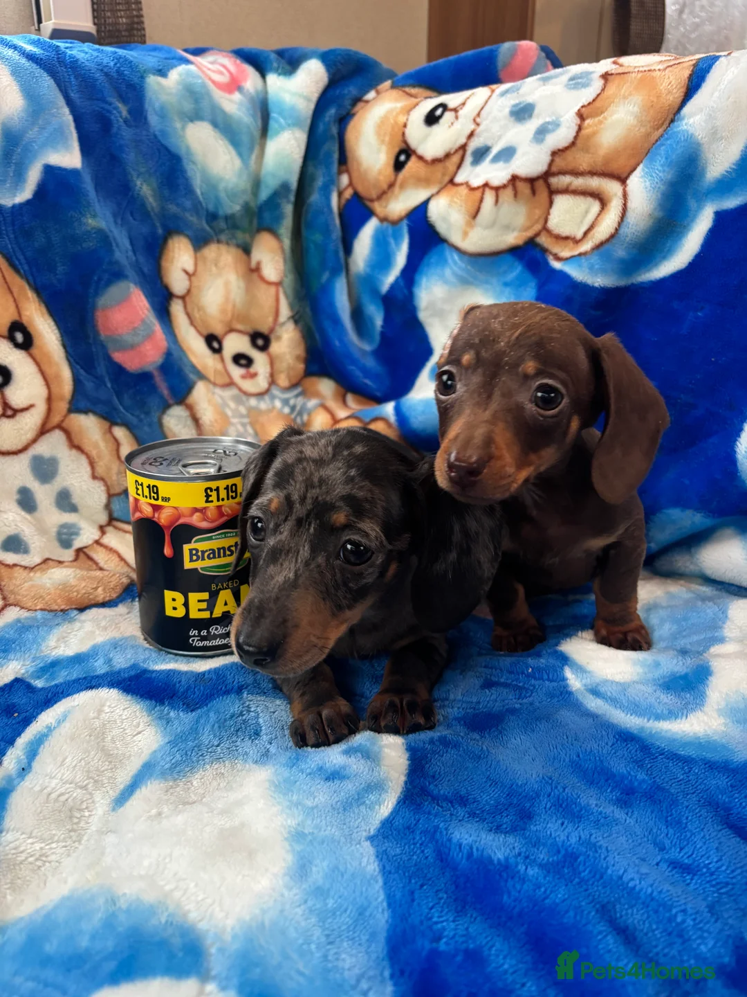 Miniature Dachshund dogs for sale: Miniature dachshund boys  in Neath - Advert 2