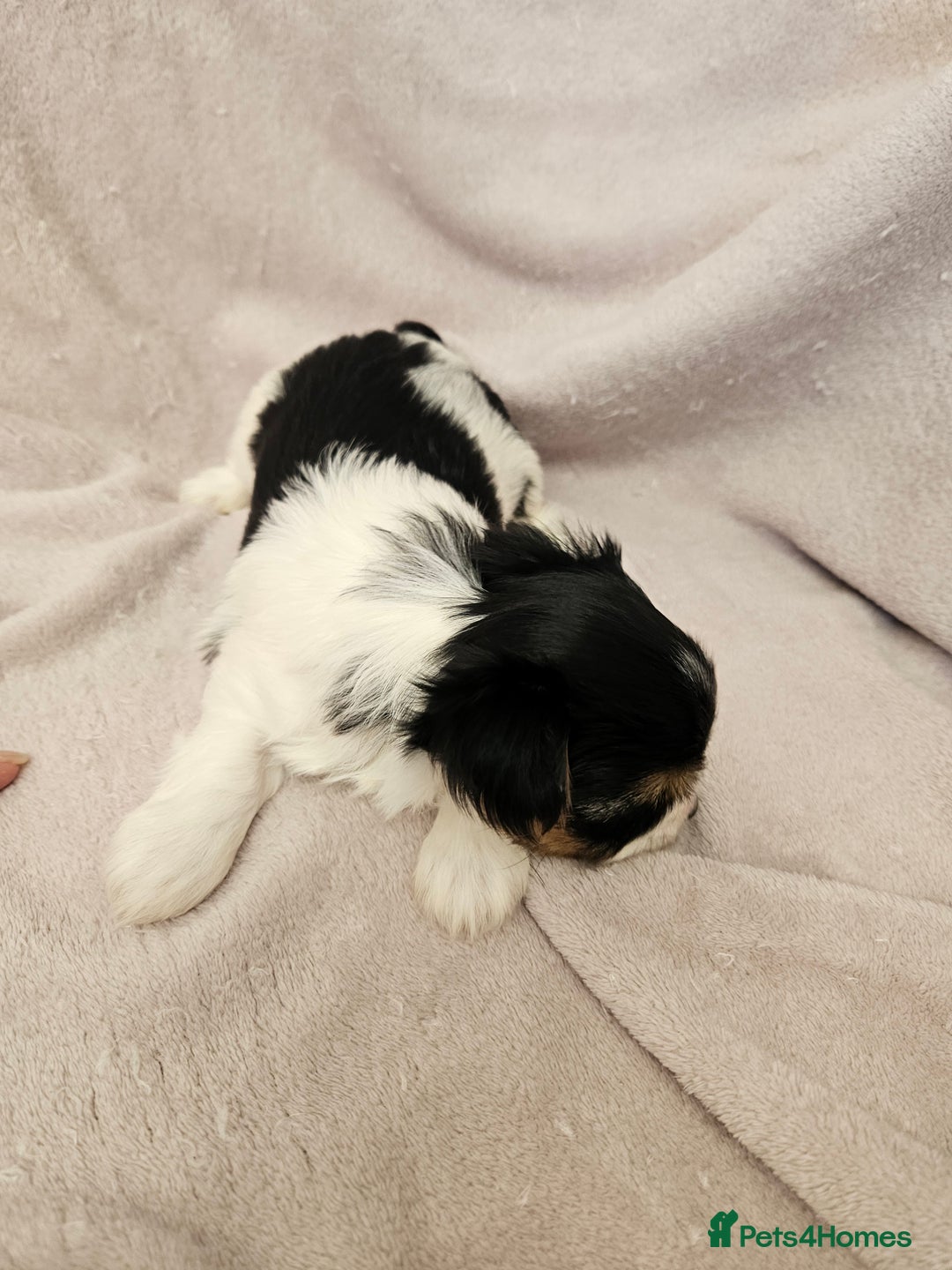 Yorkshire Terrier dogs for sale: ❤️ DNA Tested parents ❤️ Yorkie puppies  - Advert 17