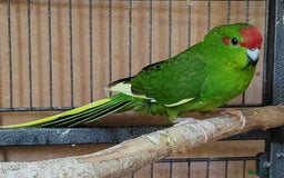 Cockatiels birds for sale: Cockatiels and Kakariki - Image 14
