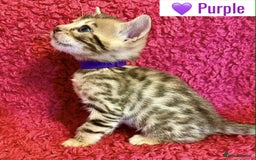 Bengal cats for sale: Beautiful Bengal Kittens  - Image 9