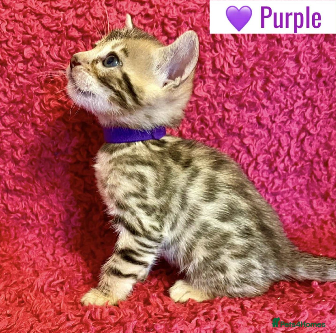 Bengal cats for sale: Beautiful Bengal Kittens  - Image 9