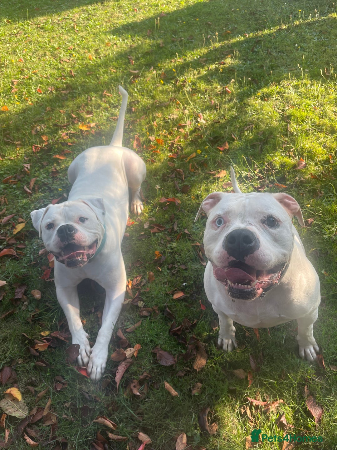 American Bulldog dogs for sale: Brothers- Johnson American Bulldogs - Advert 1