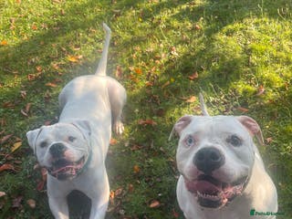 American Bulldog dogs Brothers- Johnson American Bulldogs - Advert 1