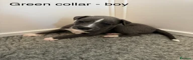 Green collar - boy