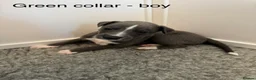 Whippet dogs for sale: Stunning Purebred Whippet Puppies - Ready 27th May - Advert 9