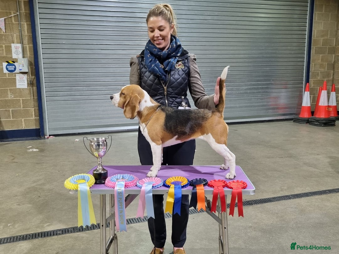 Beagle dogs for stud: Winner at Crufts 2025! in Tonbridge - Image 14