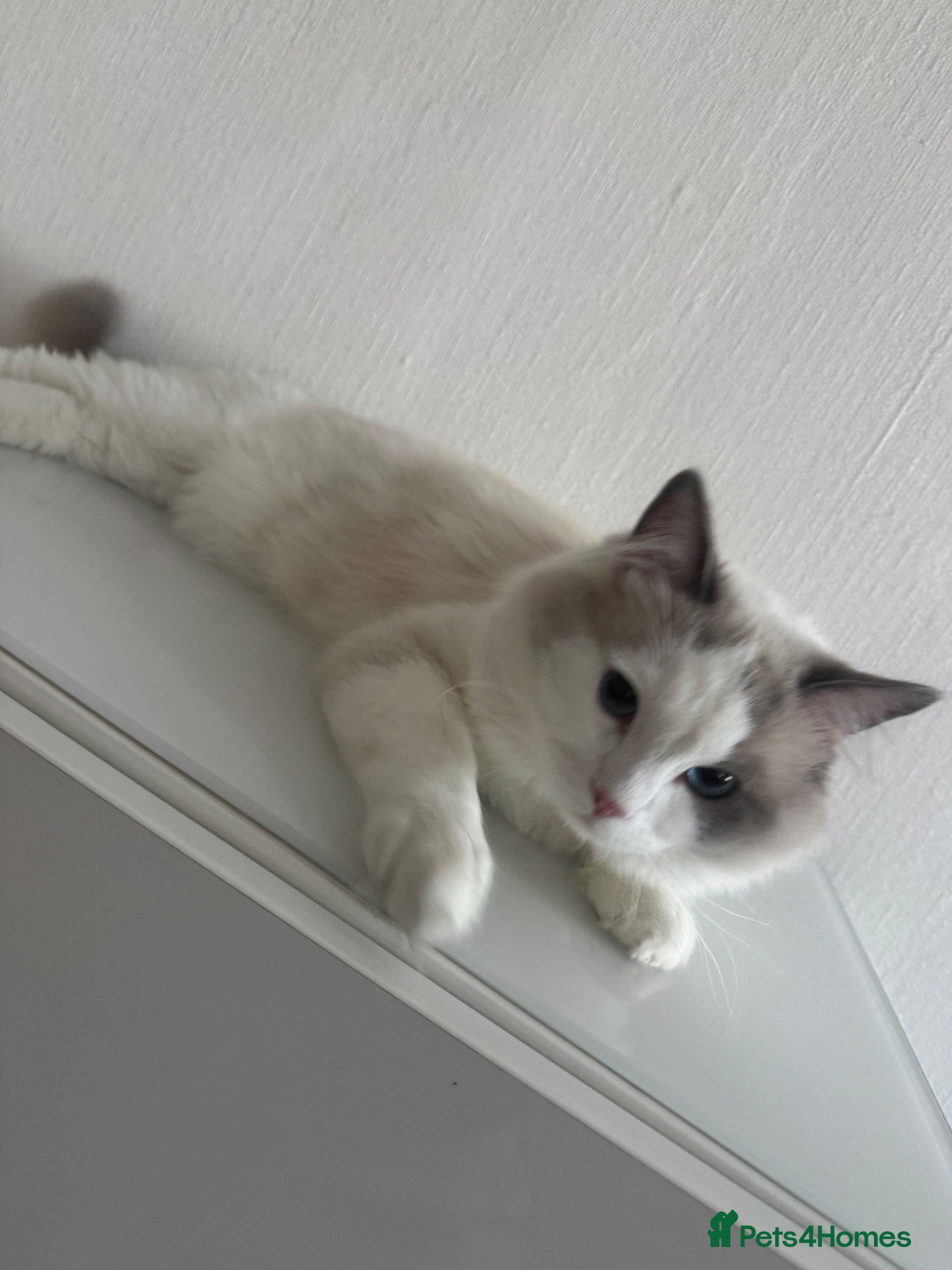 Ragdoll cats RAGDOLL MALE 11 months - Advert 2