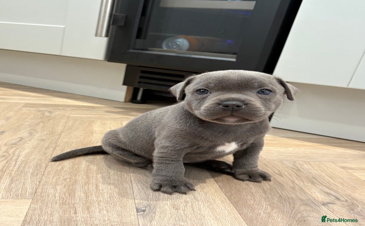 Staffordshire Bull Terrier dogs - Advert 3