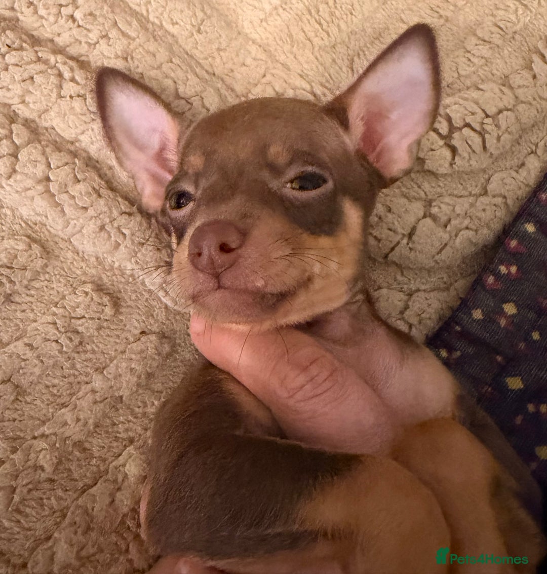 Russian Toy Terrier dogs for sale: Cutest little friend for life  - Advert 28