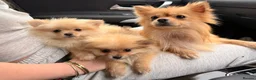 Pomeranian dogs for sale: 2 beautiful Pomeranian puppies - Advert 25