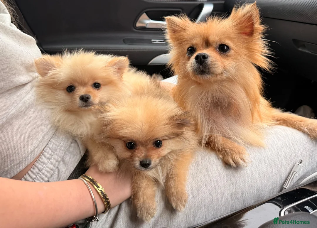 Pomeranian dogs for sale: 2 beautiful Pomeranian puppies - Advert 25