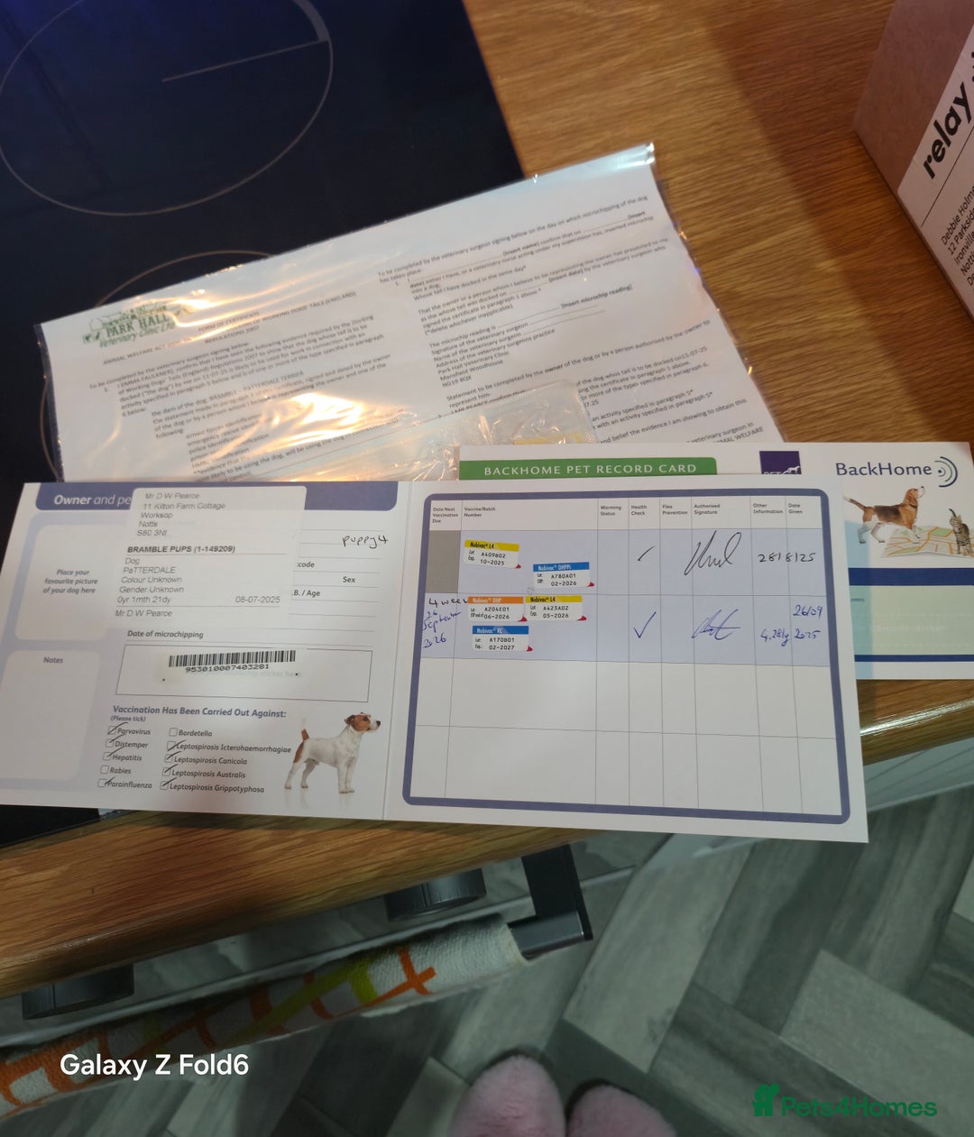 Patterdale Terrier dogs for sale: Patterdale Terrier  - Advert 6