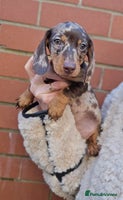Miniature Dachshund dogs Miniature dachshunds 🐶 - Advert 2