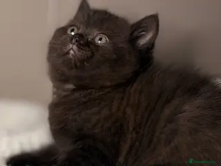 British Shorthair cats 4 British Shorthair kittens - Advert 9