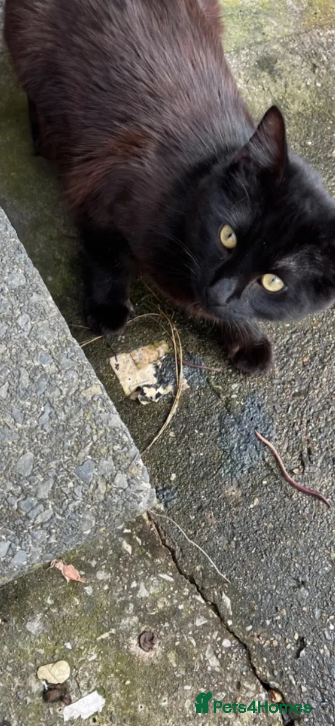 British Longhair cats for sale: British long haired boy  in Batley - Advert 1