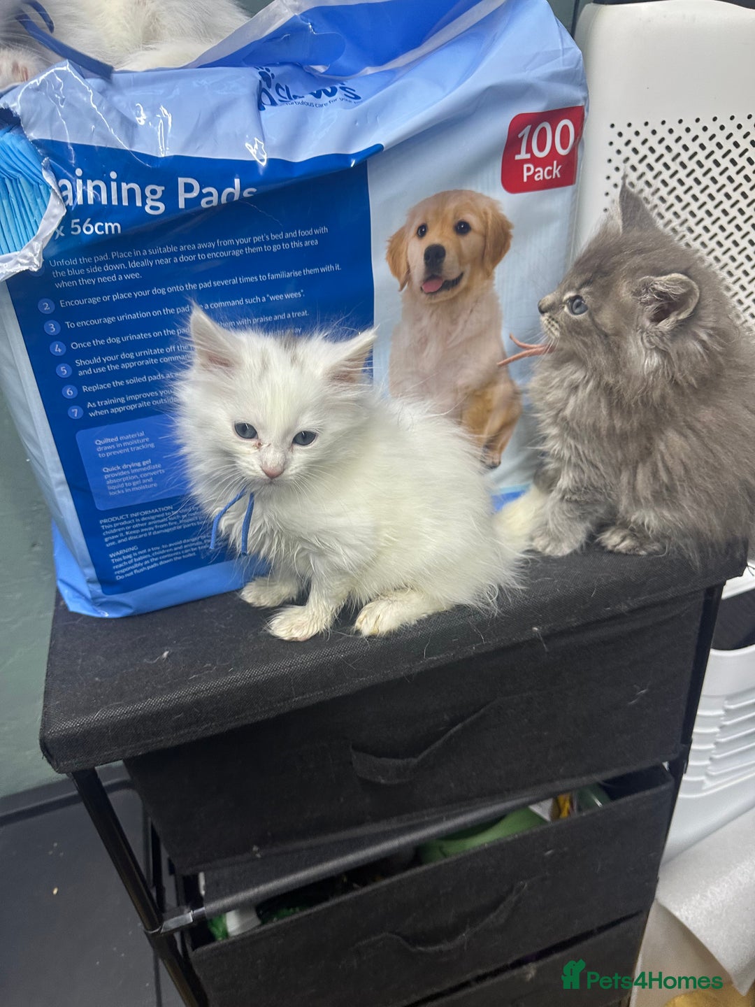 Maine Coon cats for sale: Mainecon x  - Advert 5