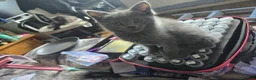 Persian cats for sale: 3 beautiful kittens ready now  - Advert 25