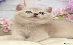 British Shorthair cats for sale: Stunning British Kittens - Image 9