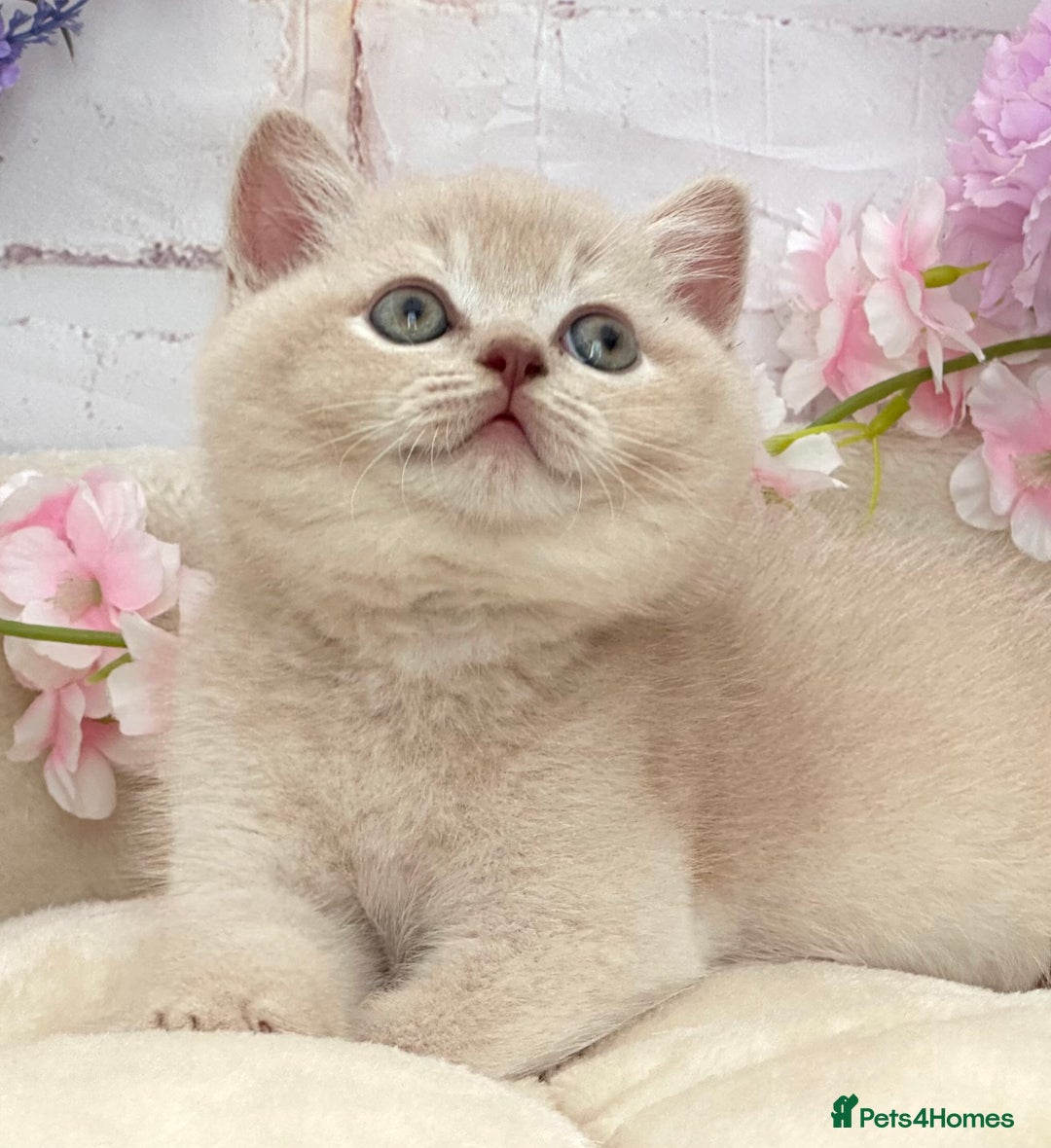 British Shorthair cats for sale: Stunning British Kittens - Image 9