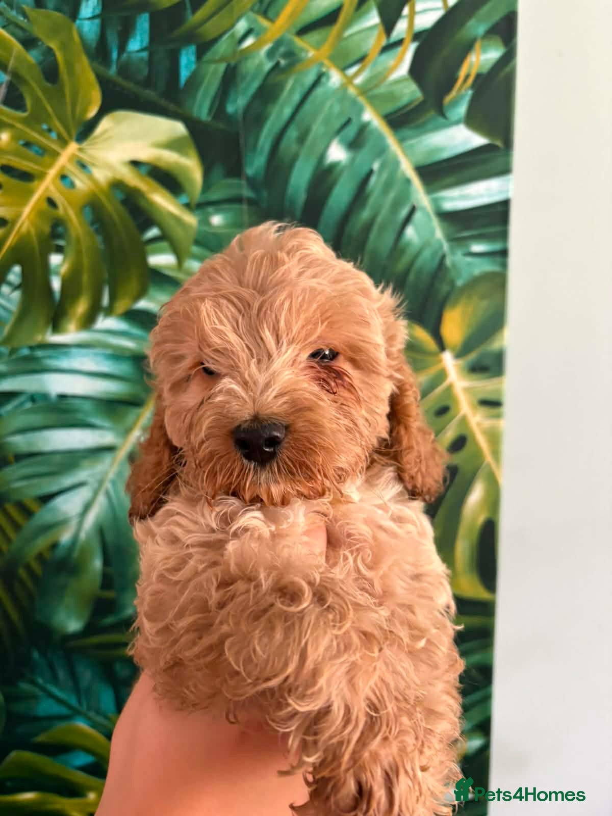 Cockapoo dogs F1 Cockerpoos  - Advert 14