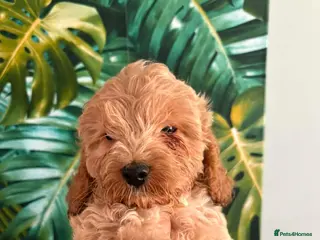 Cockapoo dogs F1 Cockerpoos - Advert 14