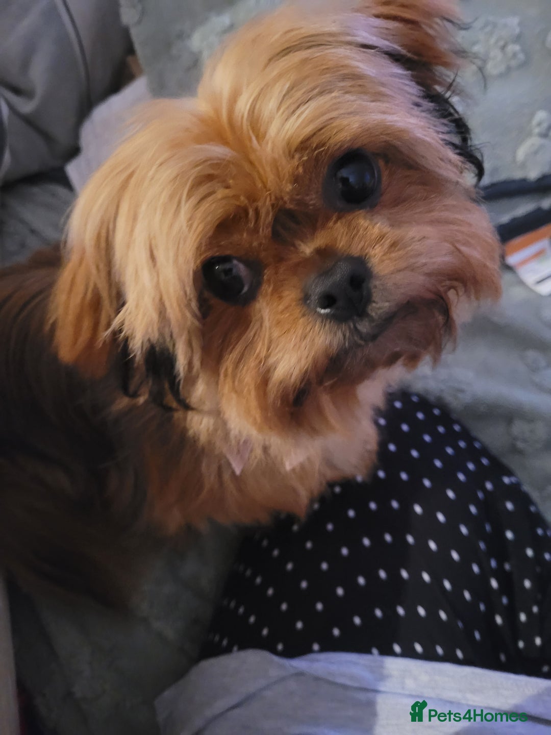 Mixed Breed dogs for sale: Yorkie cross seeks permanent home - Advert 3