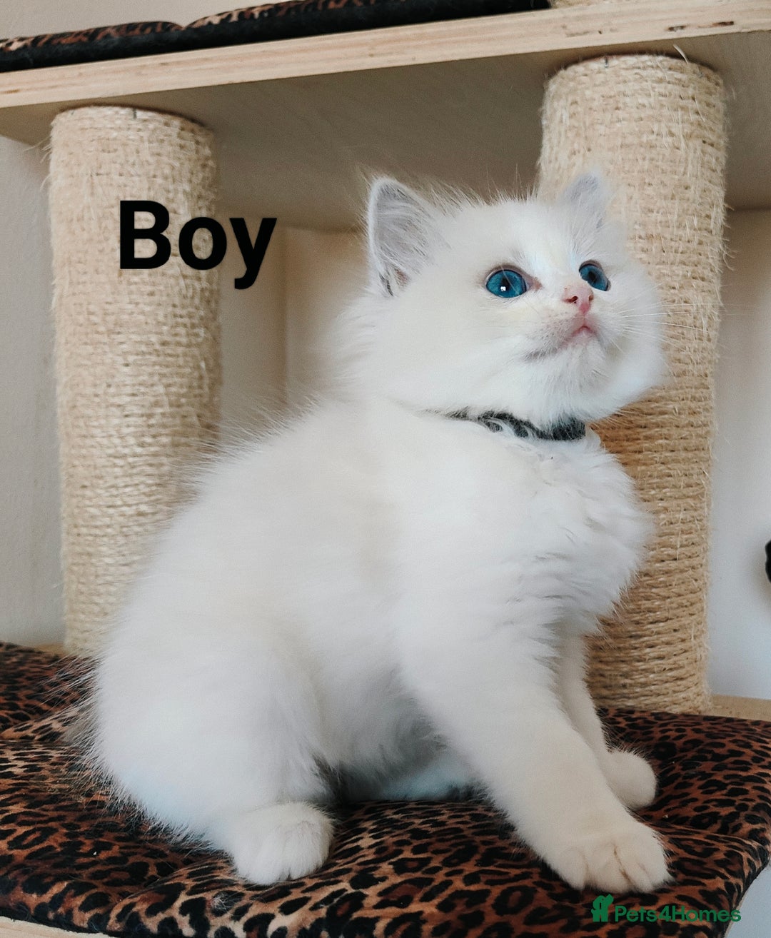 Ragdoll cats for sale: GCCF REGISTERED EUROPEAN LINE RAGDOLL KITTENS  - Image 16
