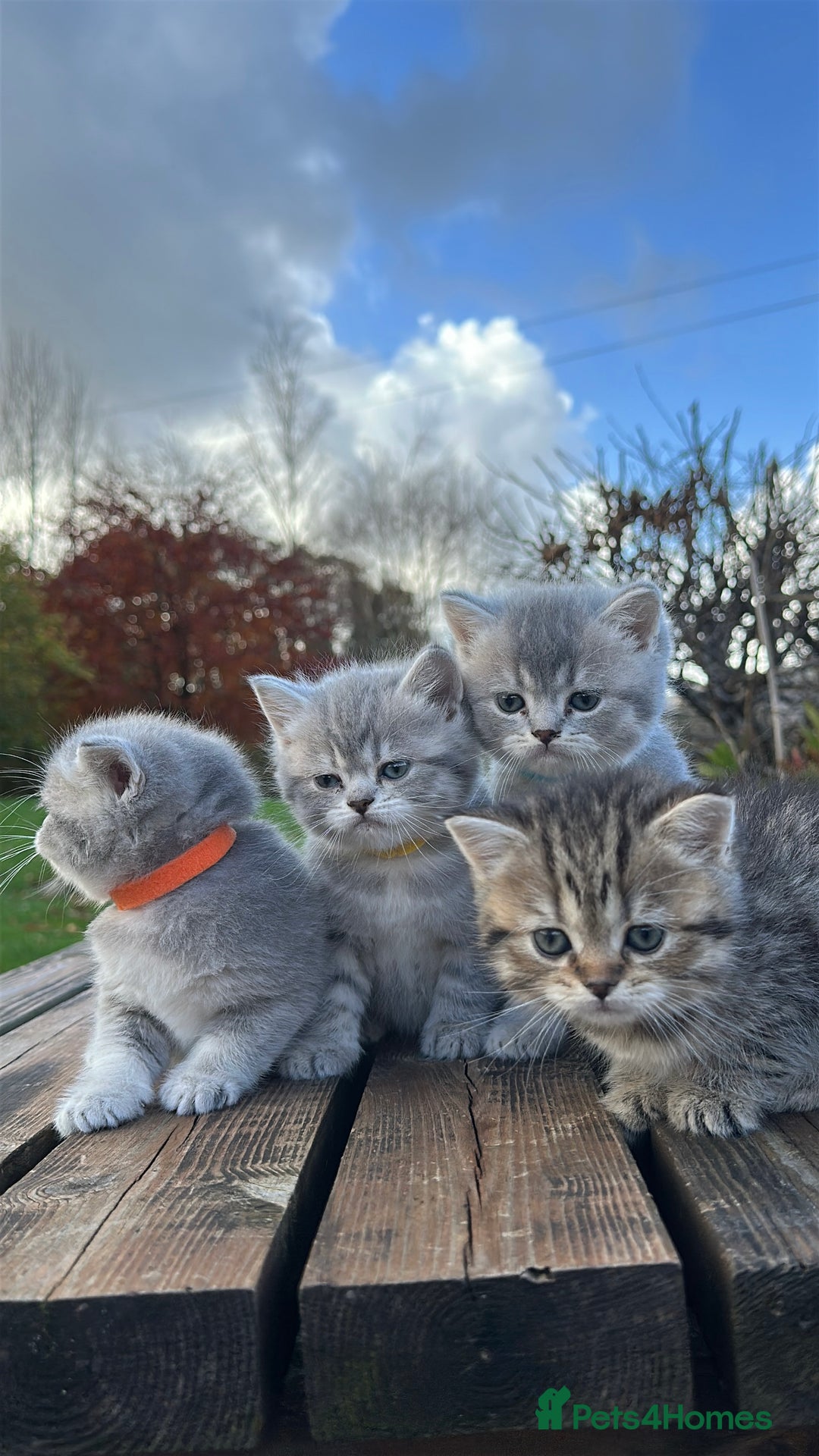 British Shorthair cats for sale: British Shorthair kittens  - Image 36