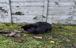 Mini Lop rabbits for sale: Two female rabbits  - Image 4