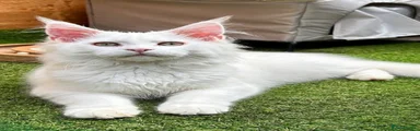 Maine Coon Kitten 1