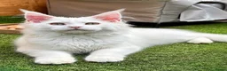 Maine Coon cats for sale: Outstanding pedigree kittens - Advert 12