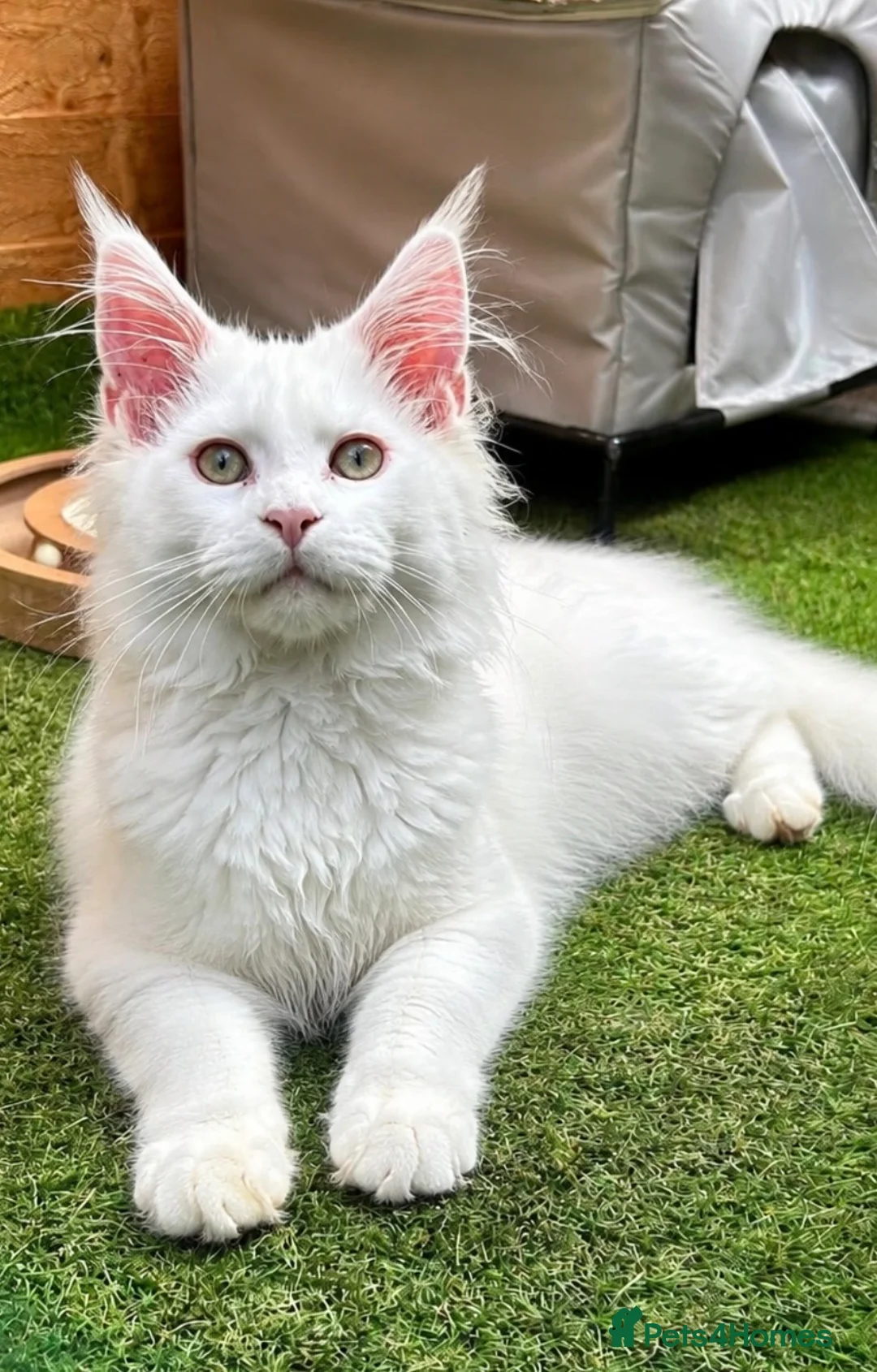Maine Coon cats for sale: Outstanding pedigree kittens - Advert 12