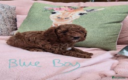 Cavapoo dogs for sale: Gorgeous Health Tested Cavapoo F1B Puppies - Image 10