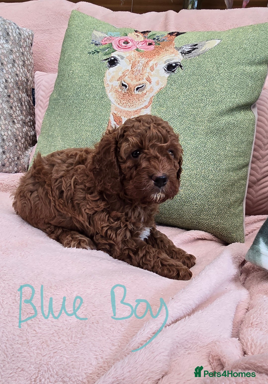 Cavapoo dogs for sale: Gorgeous Health Tested Cavapoo F1B Puppies - Image 10