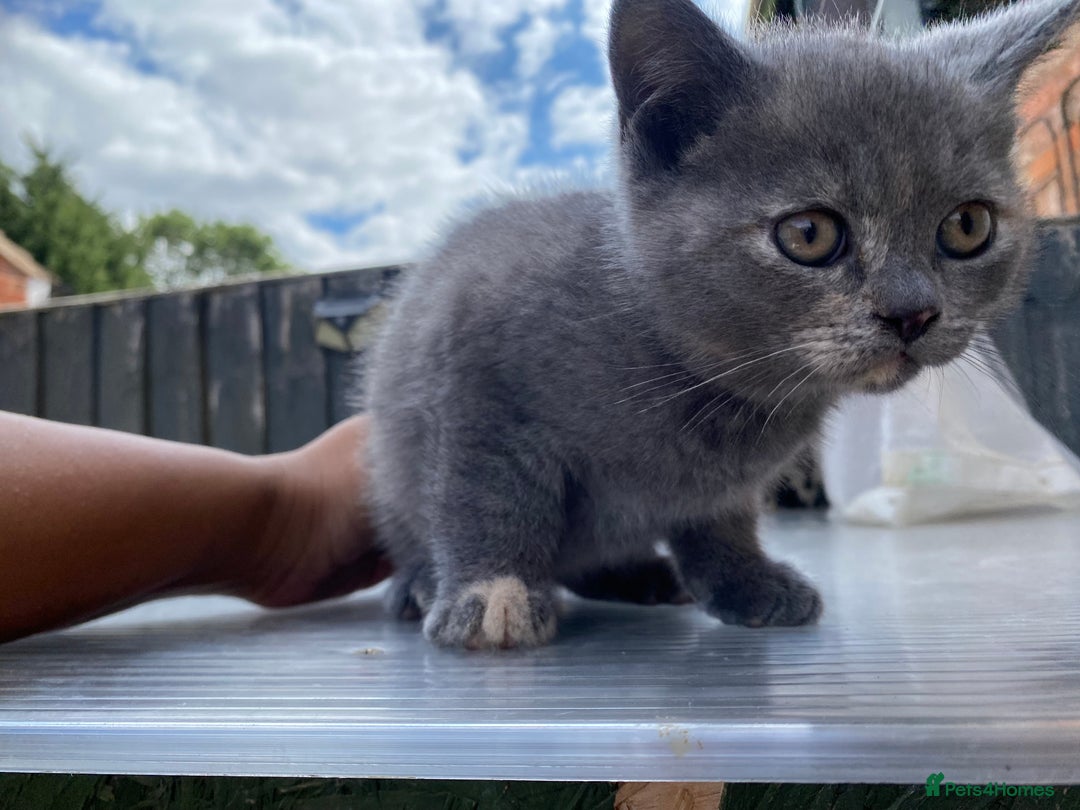 British Shorthair cats for sale: X BSH kittens - Image 30