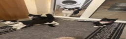 Mixed Breed cats for sale: 5 month old kittens very fun in Harrow - Advert 1