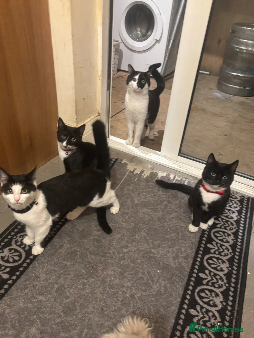 Mixed Breed cats for sale: 5 month old kittens very fun in Harrow - Advert 1