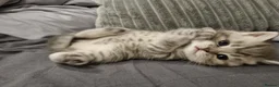 British Shorthair cats for sale: Stunning British Shorthair Kittens  - Advert 21