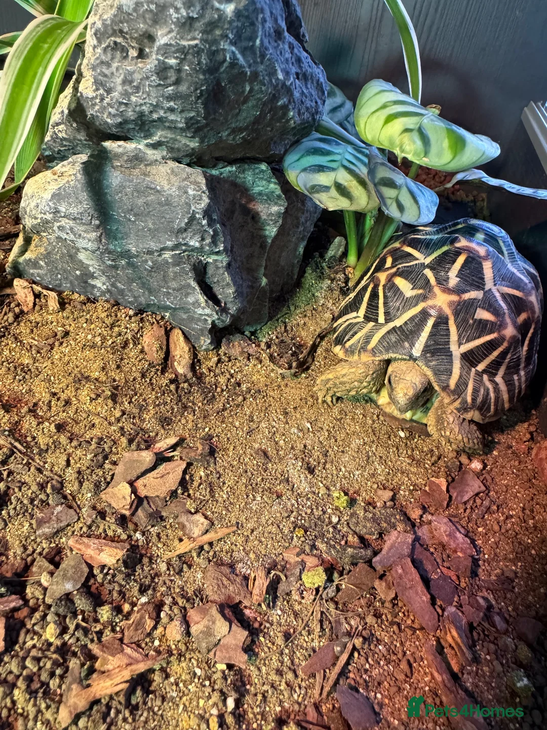 Tortoise reptiles for sale: Indian Star Tortoise  in Christchurch - Advert 2
