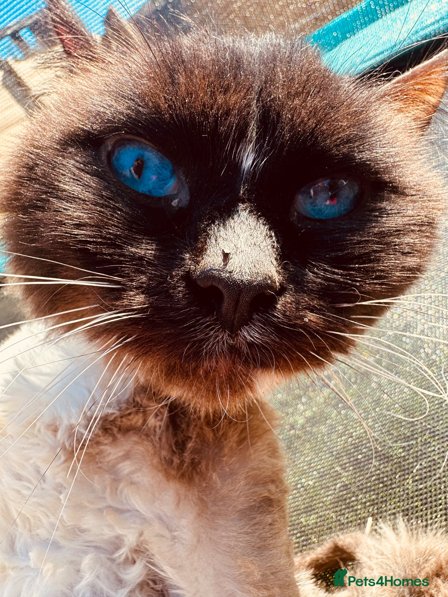 Ragdoll cats Ragdoll  - Advert 5