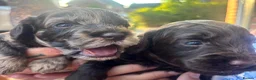 Cockapoo dogs for sale: Stunning cockapoo litter in Burgess Hill - Advert 5