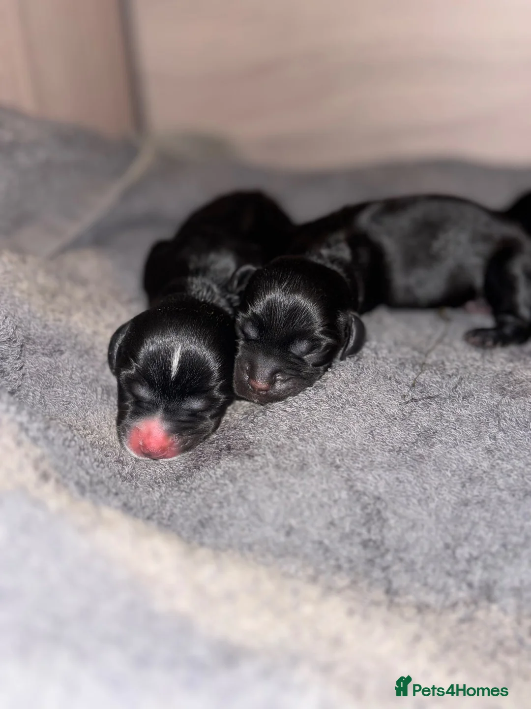 Mixed Breed dogs for sale: Docker Puppies  in Sittingbourne - Advert 2