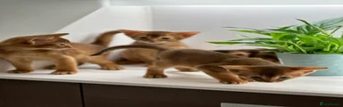 Abyssinian Kitten 5