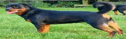 Rottweiler dogs for sale: Kc reg, extensively health tested parents - Advert 2